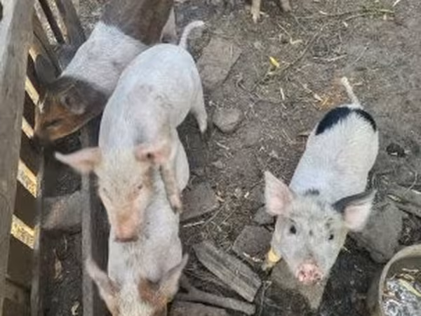 Suínos (lote, sexo não especificado),  — Hungria