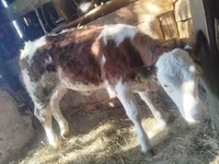 Cattle (batch, sex not specified), Simmental cattle — photo 3