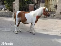 公马, Horses — 照片 2