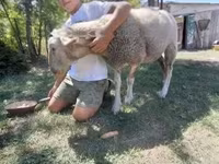 雌羊, Lacaune sheep — 写真 4