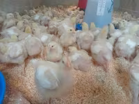 Chickens — zdjęcie 2