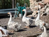Geese — fotografija 1