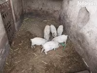 सूअर (लॉट, लिंग निर्दिष्ट नहीं), Мангалица — फ़ोटो 3