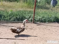 Ducks — 照片 1