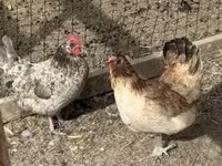 Chickens — 2-сурет