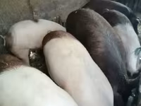Säue, Schweine — Foto 2