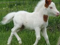 Kobila, Miniature horse — fotografija 8