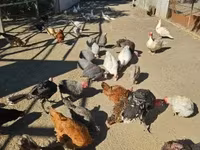 Chickens — zdjęcie 2