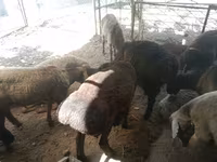 公羊, Sheep — 照片 2