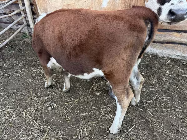 Goveda (partija, pol nije naveden), Simmental cattle