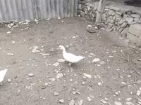 Ducks — zdjęcie 5