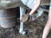母马, Hungarian horse breed — 照片 4