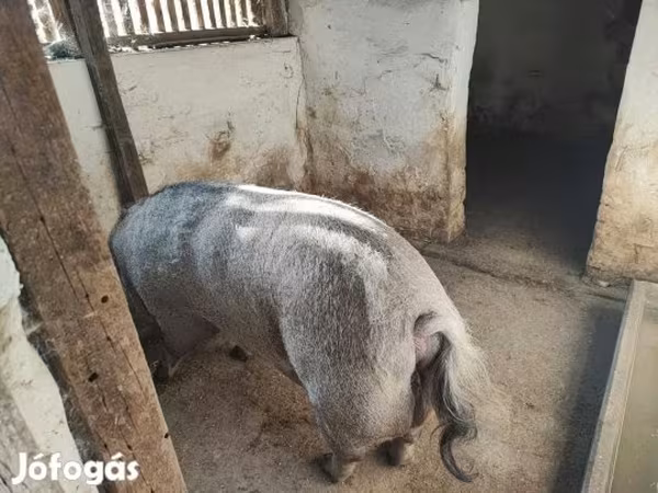 Cerda, Мангалица
