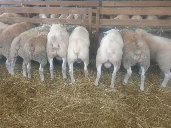 Ovca, Baerchuke sheep