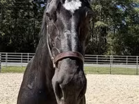 Kobila, Percheron — fotografija 3