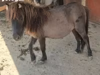 Yegua, Shetland Pony — foto 7