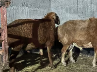मेढ़ा, Edilbay sheep — फ़ोटो 1