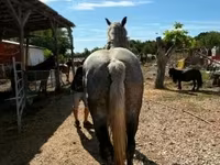 Égua, Cavalos — foto 3