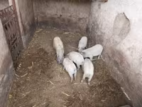 Porcs (lot, sexe non indiqué), Мангалица — photo 2