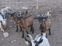 Boucs, Pomellata goat — photo 6