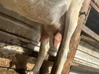 Goat, Alpine goat — photo 5