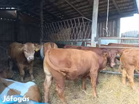Bovinos (lote, sexo não especificado), Vaca Limousine — foto 3