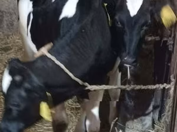 Taureau, Race Holstein — Hongrie