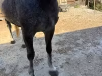 Kobila, Lipizzaner — fotografija 5