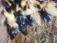 Ducks — photo 2