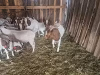 Jarac, Boer goat — fotografija 2
