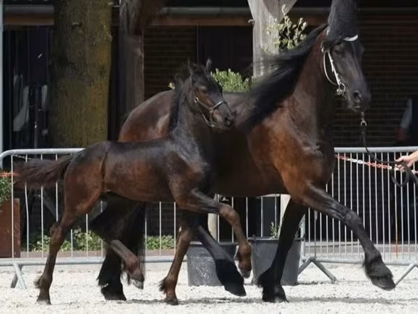 Cavalo, Friesian