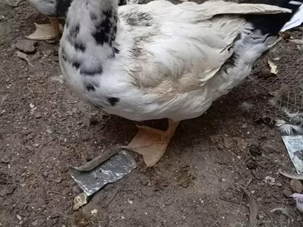 Домашня мускусна качка