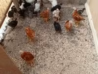 Chickens — zdjęcie 1