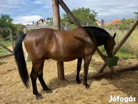 Caballo, Lipizzaner — foto 7