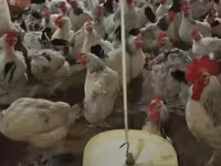 Chickens — fotografija 1