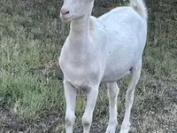 Ешкі, Saanen goat — 2-сурет