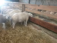 Ovca, Baerchuke sheep — fotografija 2