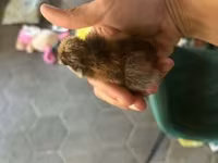 爪哇黑鸡 — 照片 7