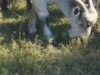 Keçi, Alpine goat — foto 6