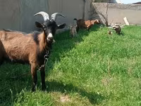 Echki, Czech Brown Shorthaired goats — 1-rasm