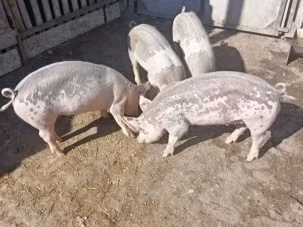 Locha, Świnie — Węgry
