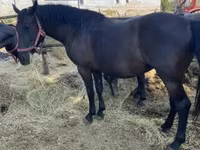Yegua, Hungarian horse breed — foto 2