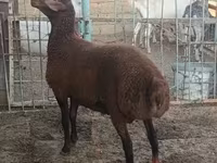 Ram, Sheep — photo 3