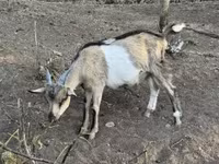बकरा, बकरियाँ — फ़ोटो 1