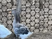 Ganso Dinamarquês Cinza e Cinza Mosqueado — foto 2