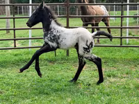 Kobila, Appaloosa — fotografija 3
