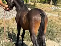 Cheval, Chevaux — photo 7
