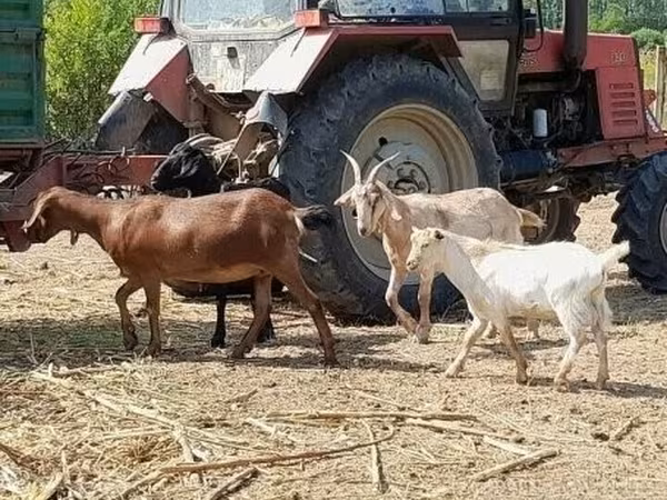 Коза, Nubian Goat