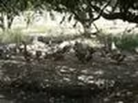 Geese — 写真 8