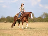 Koń, Quarter Horse — zdjęcie 3